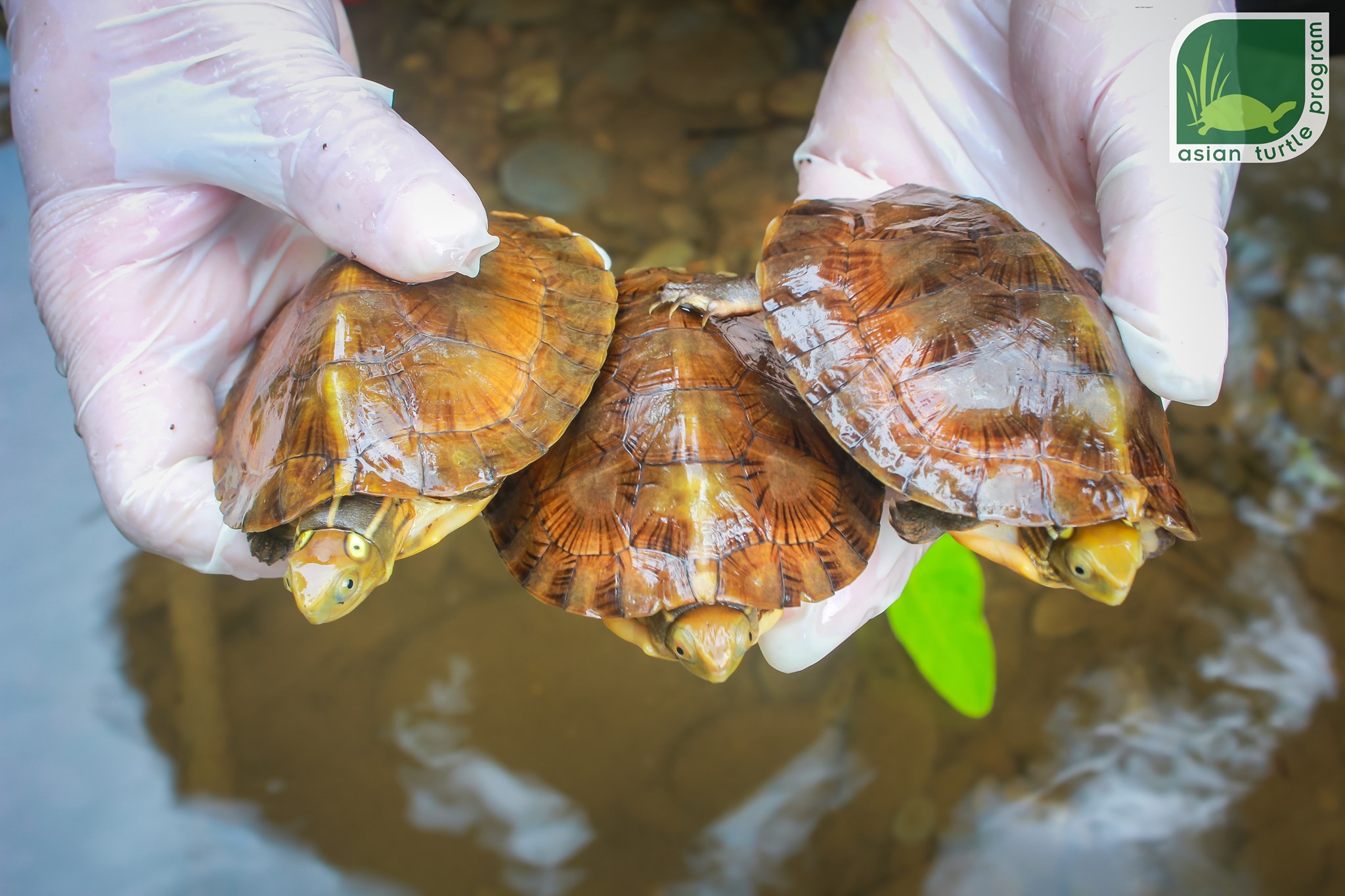Rùa bốn mắt được Chương trình Bảo tồn Rùa châu Á tái thả. Ảnh: Asian Turtle Program