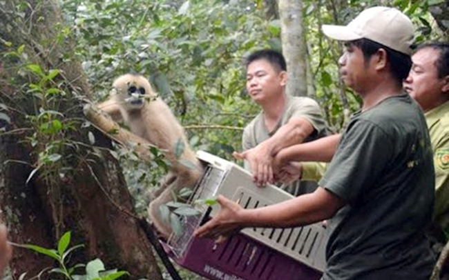 Nhân viên cứu hộ Vườn quốc gia Bidoup - Núi Bà (Lâm Đồng) thả vượn má vàng về rừng. Ảnh: Xuân Lâm.