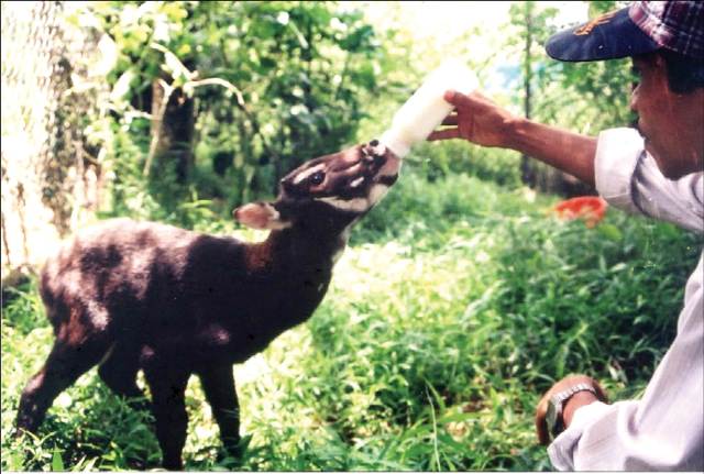 Sao la được phát hiện năm 1999 tại Dương Hòa. Ảnh: WWF