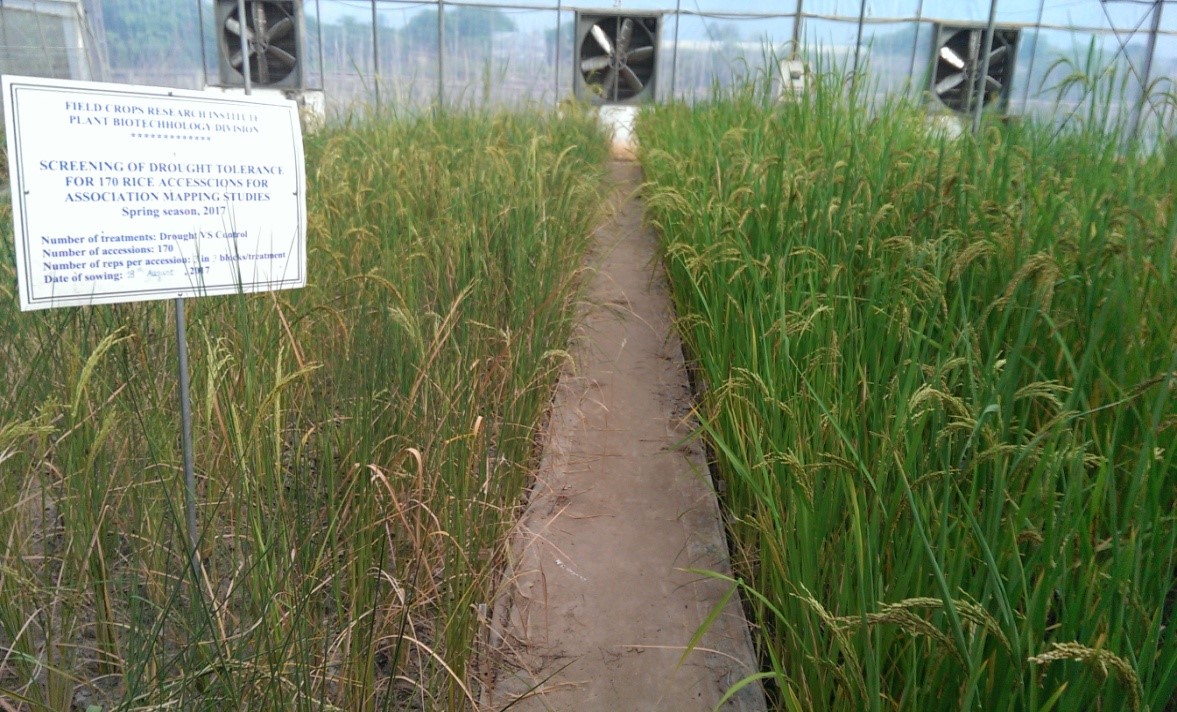Đánh giá khả năng chịu hạn của  170 mẫu giống lúa vật liệu thuộc dự án trong điều kiện nhà lưới tại Viện Cây lương thực (FCRI). Ảnh chụp tháng 6/2017.