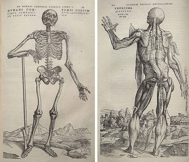 Một số hình minh họa cơ thể người của Andreas Vesalius trong tác phẩm “On the Fabric of the Human Body”. Ảnh: Wikimedia.