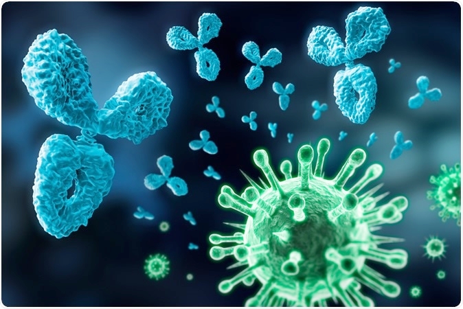 Các kháng thể (xanh lam) tấn công virus SARS-CoV-2 (xanh lục). Ảnh: Shutterstock.