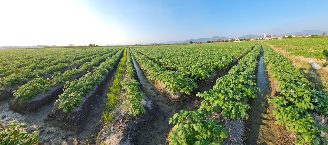 Hình ảnh một cánh đồng khoai tây mẫu lớn ở Thanh Hóa. 