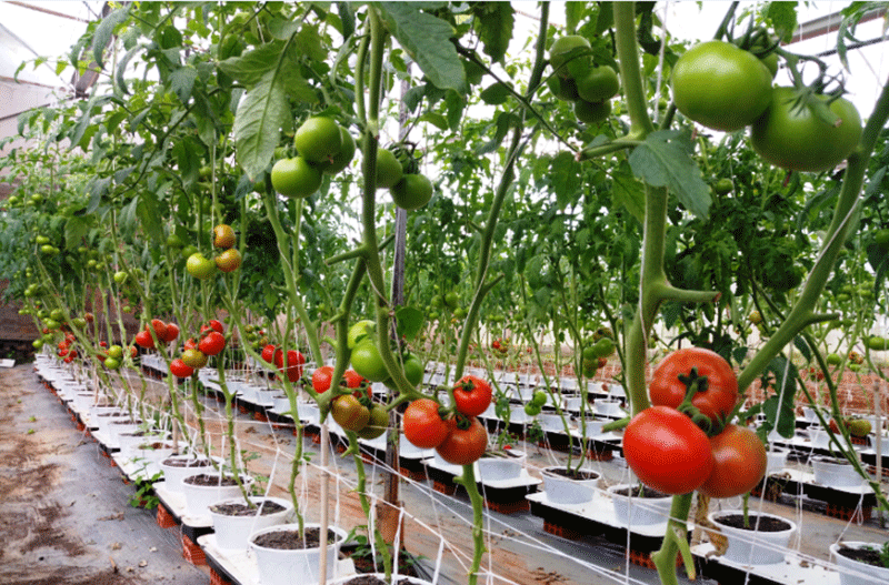 Trồng cà chua theo hướng công nghệ cao tại TPHCM