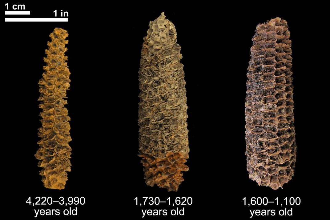 Lõi ngô có niên đại từ 4.000 năm (trái) đến 1.000 năm (phải). Ảnh: Thomas Harper.