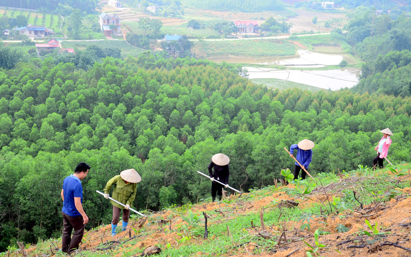 Trong bối cảnh Việt Nam sắp triển khai chương trình trồng 1 tỷ cây xanh, chúng ta cần xác định sẽ trồng loại cây gì và ở đâu để có thể hiện thực hóa mục tiêu góp phần chống biến đổi khí hậu và tăng mức độ đa dạng sinh học. Ảnh: baotuyenquang