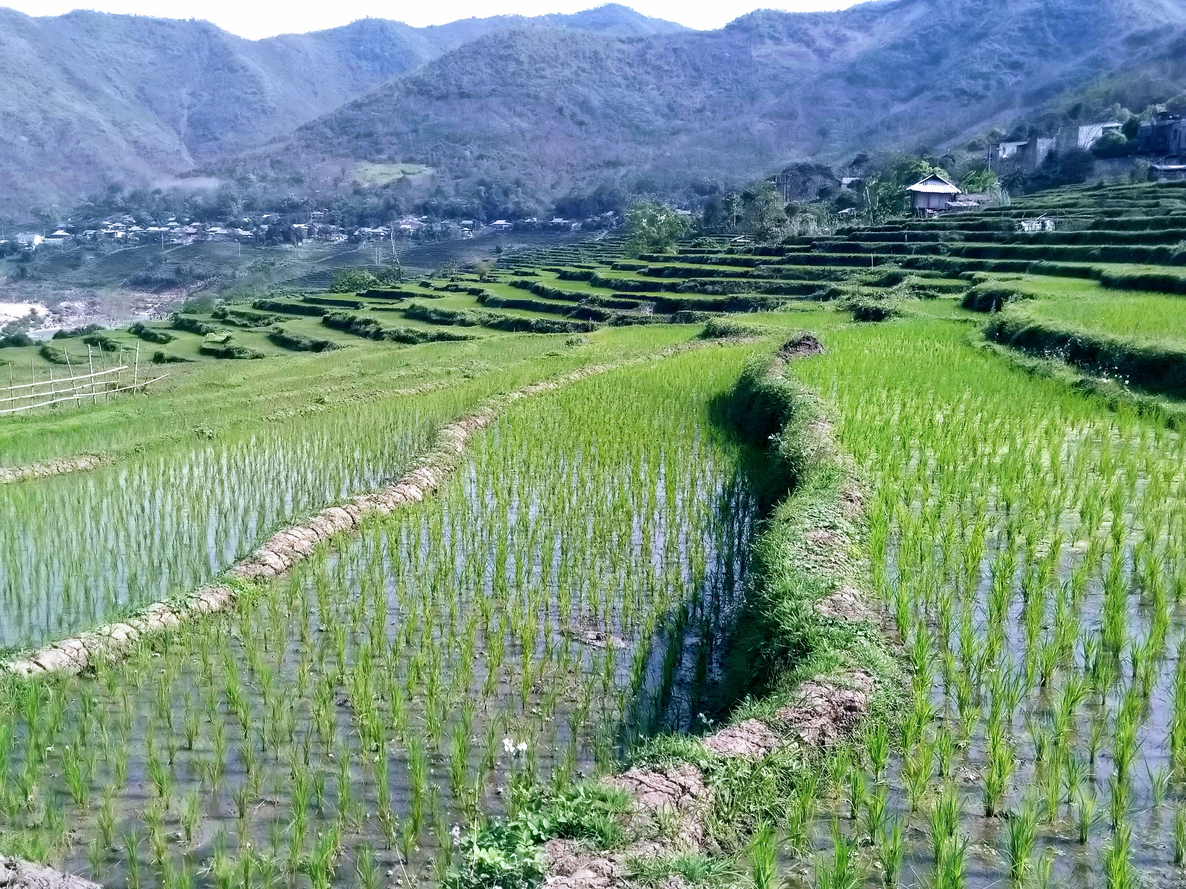 Ruộng bậc thang Tén Tằn, vùng đất giáp biên giới Lào. Ảnh: NP