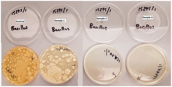 So sánh sự xuất hiện của vi khuẩn Bacillus spp trên các mẫu đầu lọc thuốc lá thu thập được | Ảnh: Mohajerani, A, et al 2020