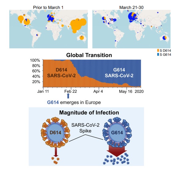 Sự thay đổi số ca nhiễm SARS-CoV-2 cho thấy đột biến D614G đang trở nên thống trị. Trong hình, màu đỏ cam chỉ các ca lây nhiễm chứa axit amin D614 trên gene (tức virus thuần chủng); màu xanh chỉ các ca lây nhiễm với chứa axit amin G614 (tức virus đột biến). Ảnh: Korber et al, Cell (2020)