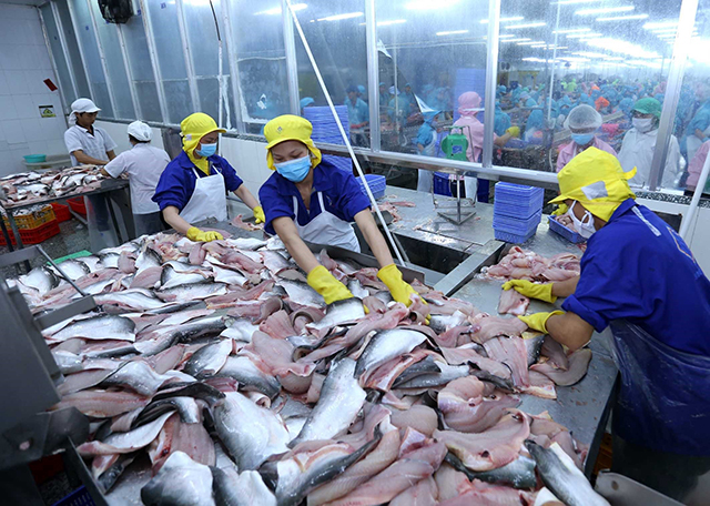 Chế biến là một trong những công đoạn gây thất thoát, lãng phí nhất trong chuỗi sản xuất cá da trơn của Việt Nam | Ảnh minh họa