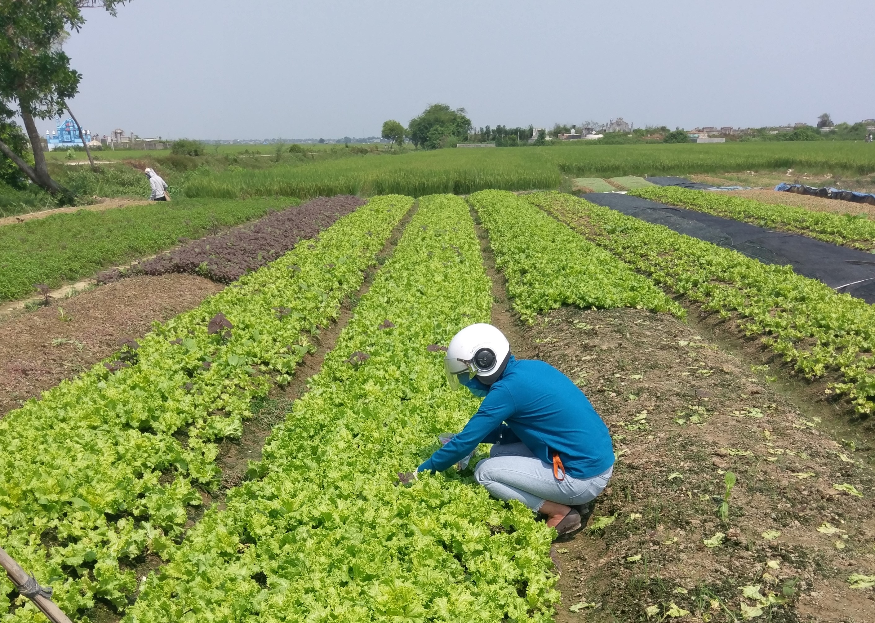 Nhóm nghiên cứu lấy mẫu rau xà lách tại một trang trại ở Huế. Ảnh: NVCC