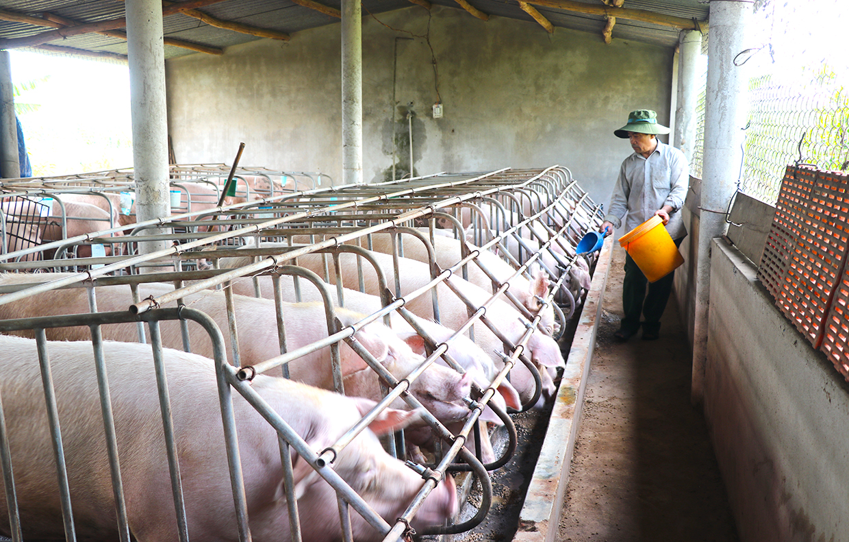 Một trang trại nuôi lợn ở Gia Lai. Ảnh: Ngọc Minh/baogialai