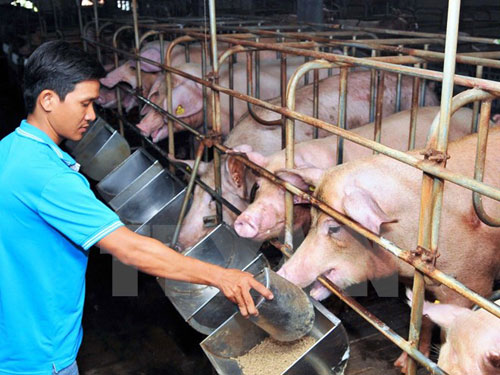 Một trang trại chăn nuôi lợn tại Thành phố Hồ Chí Minh. Ảnh: An hiếu/TTXVN.