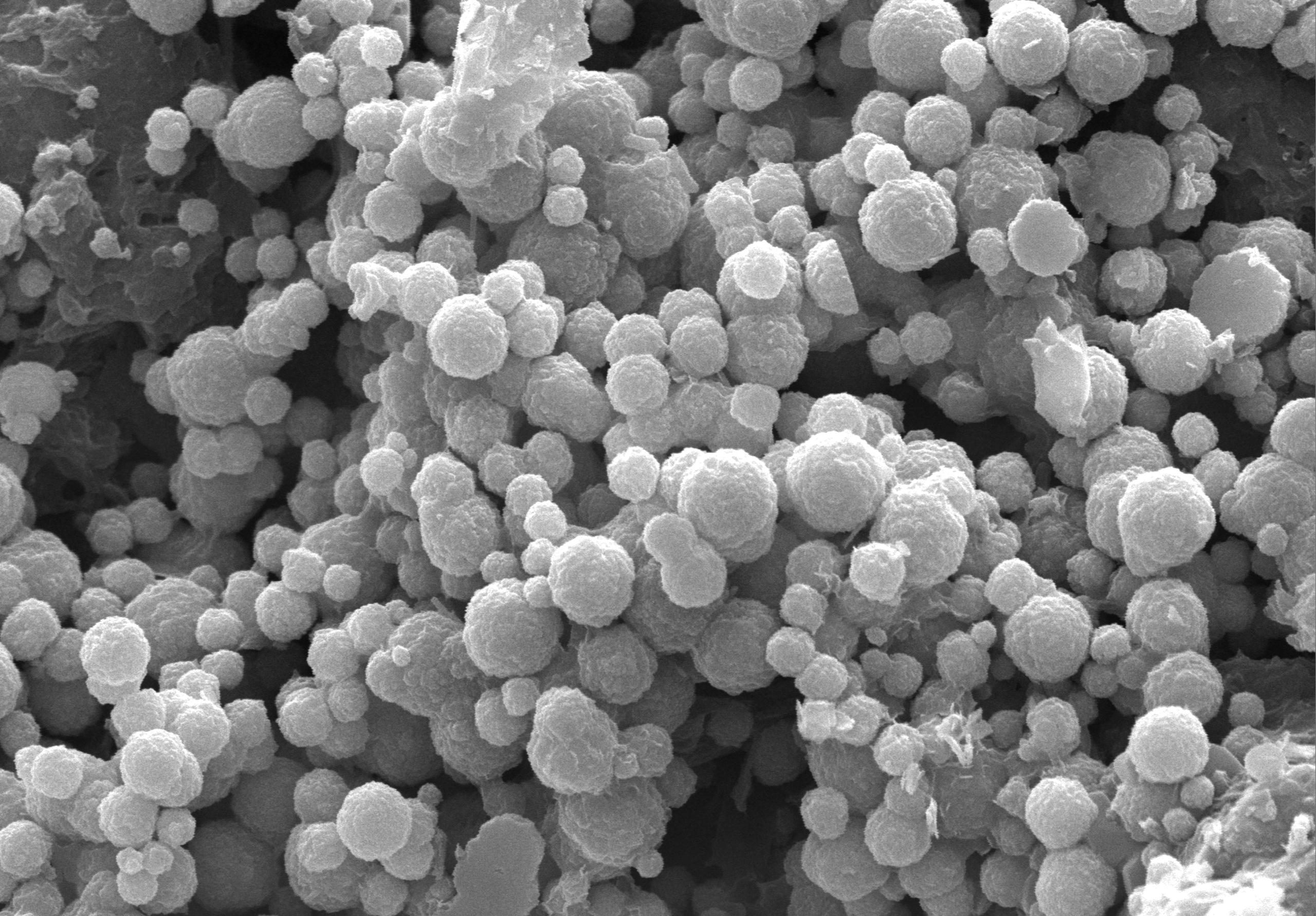 Vật liệu nano đồng được tạo ra từ hệ thống điện sinh học. Ảnh: NVCC