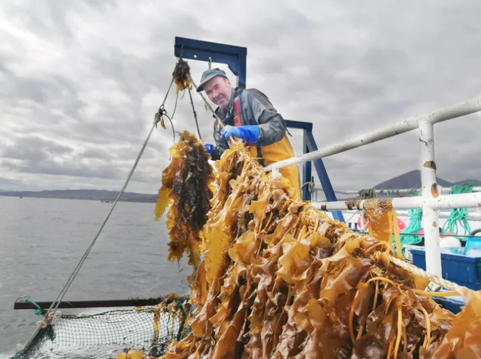 Chuyên gia của Kelp Crofting, một startup tại Scotland, đang khảo cứu những tác động đối với rong biển trồng gần một trại nuôi cá hồi.