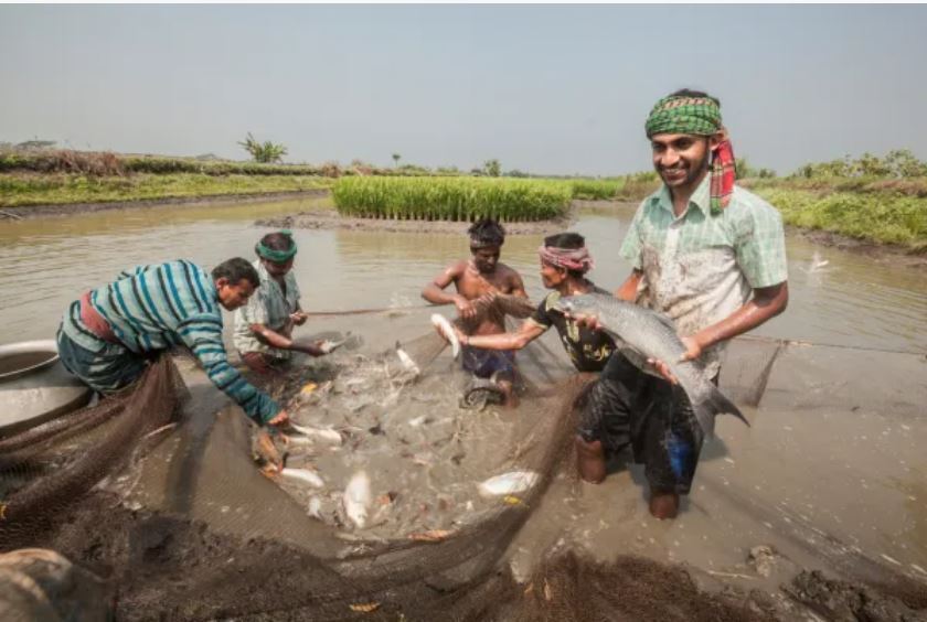 Người nuôi cá chép tại Bangladesh đang thu hoạch sản phẩm. 