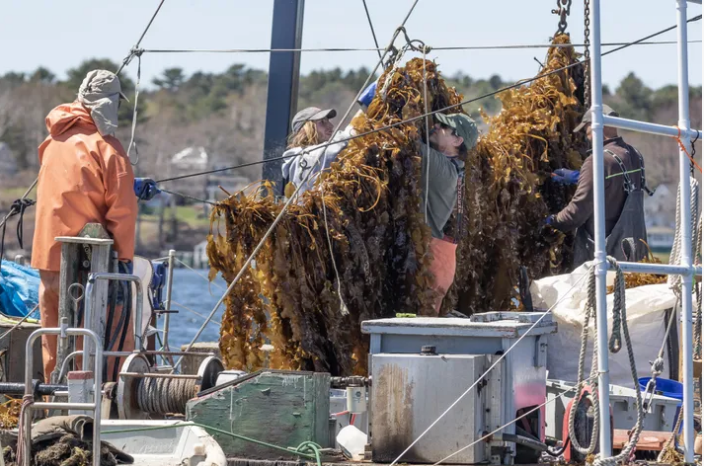 Atlantic Sea Farms hướng tới thu hoạch 1,2 triệu pound tảo bẹ trong năm 2021.