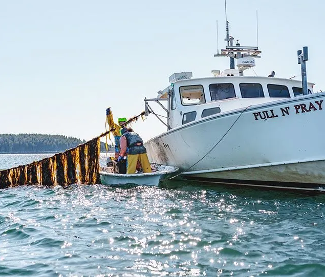 Ngư dân đánh bắt tôm hùm nhiều năm tại Maine là ứng viên phù hợp để trồng rong biển.