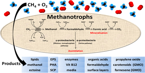 Cơ chế hoạt động của vi khuẩn dị dưỡng ăn khí methane: methanotrophs.