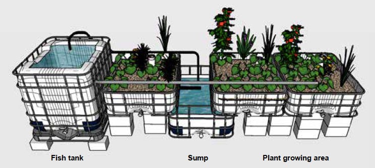 Mô hình aquaponics (canh tác kết hợp trồng cây và nuôi trồng thủy sản)