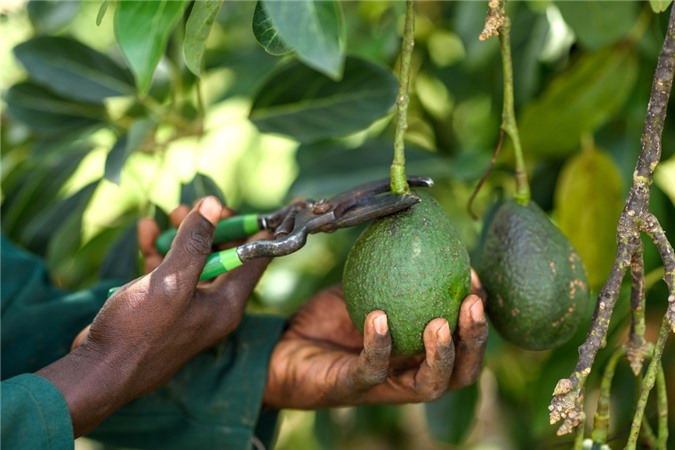 Biến đổi khí hậu khiến nơi thích hợp trồng cà phê, hạt điều và bơ không còn… thích hợp