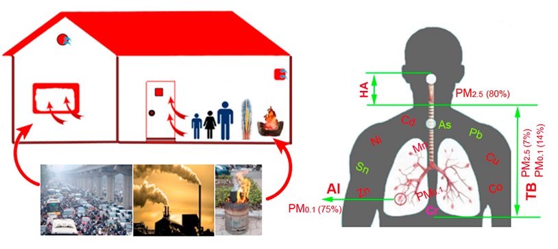 Các chất hóa học vi lượng có trong bụi PM trong nhà có thể lắng đọng ở nhiều khu vực khác nhau của hệ hô hấp | Ảnh: Le-ha et al (2022)