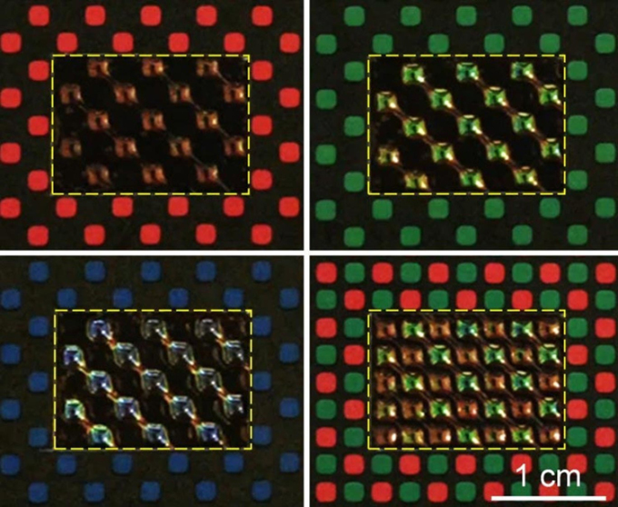 Mỗi tế bào sắc tố nhân tạo hoạt động giống như một pixel trên màn hình để khớp với họa tiết và màu sắc xung quanh. Ảnh: Đại học Pennsylvania