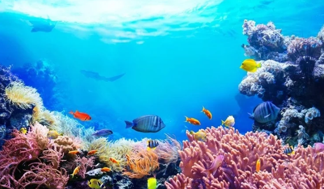 San hô là loại động vật biển có họ với sứa và hải quỳ. Cấu trúc cơ thể đơn giản của chúng, được gọi là polyp (khối), có cấu tạo bao gồm miệng, dạ dày và các xúc tu; nhiều polyp tập hợp với nhau thành từng nhóm lớn, đôi khi lên tới cả triệu cá thể, tạo nên cấu trúc bảo vệ rất chắc chắn là “rạn” (reef).