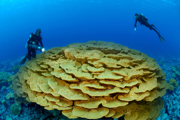 Một nhà sinh thái học đang nghiên cứu san hô thùy tại Rạn Kingman Reef, nằm giữa Hawaii và Quần đảo American Samoa trên Thái Bình Dương. Ảnh: Brian Skerry/Alamy Stock Photo.