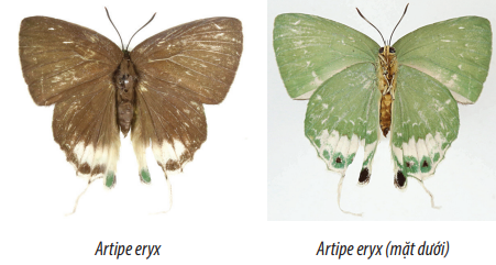 Loài bướm Tia ánh xanh - Aripe eryx (con cái), sải cánh 45-50 mm, được ghi nhận mới cho Việt Nam vào năm 2003 bởi Vũ Văn Liên. Ảnh: Vũ Văn Liên