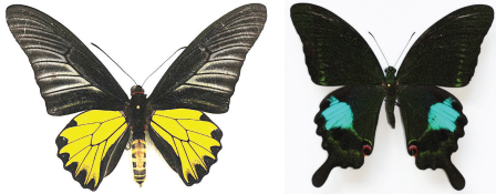   Từ trái sang: Bướm Phượng cánh chim chấm rời - Troides aeacus (con đực) và bướm Phượng công - Papilio paris (con đực) là hai loài bướm tiêu biểu ở Vườn quốc gia Cát Bà. Ảnh: Vũ Văn Liên