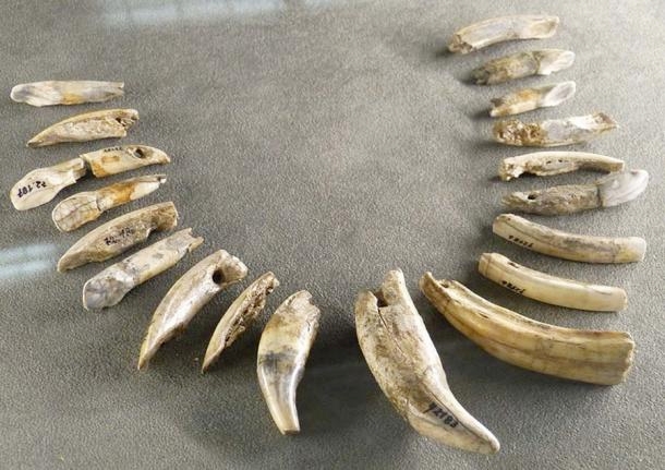 Vòng cổ của người Aurignacian làm từ răng của gấu, ngựa, nai sừng tấm, hải ly được phát hiện ở Mladec, Cộng hòa Séc. Ảnh: Wolfgang Sauber