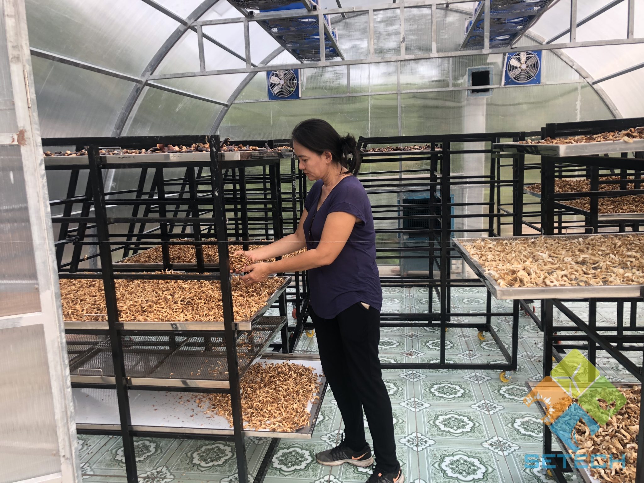 Nhà sấy nấm linh chi với công suất 150 kg/mẻ tại Củ Chi, TP.HCM. 