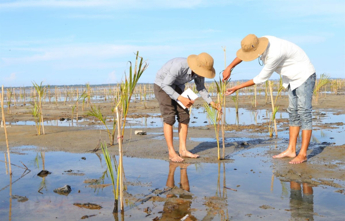 Người dân chăm sóc rừng ngập mặn trồng mới ở khu vực Rú Chá, xã Hương Phong, thị xã Hương Trà, tỉnh Thừa Thiên-Huế. Ảnh: Hồ Cầu/TTXVN
