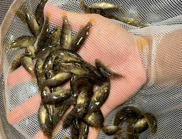21 Viện Nuôi trồng Thủy sản, ĐH Nha Trang: Khởi nguồn chuyển giao kỹ thuật sản xuất giống và nuôi cá biển mới nhất 3 39eTS%20Ngo%20Van%20Manh%20 %20ca%20mu 14 6 20 421