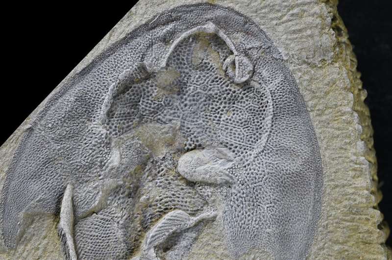 Hóa thạch cá Tujiaaspis