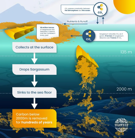 Seaweed Generation đặt mục tiêu nhận chìm một phần lớn trong số 20 triệu tấn Sargassum đang xâm lấn vùng biển Mexico và khu vực Caribbean mỗi năm.