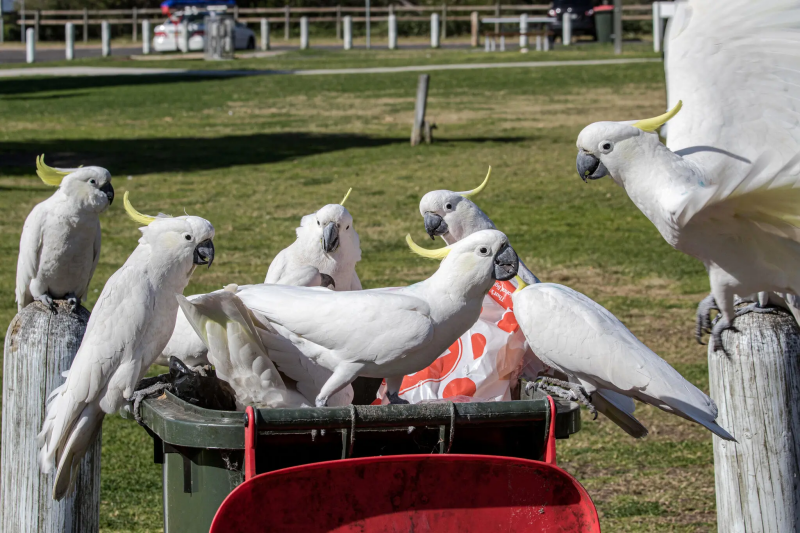 Những chú vẹt màu vàng đang thưởng thức bữa tiệc tại Sydney. Ảnh: Ken Griffiths / Alamy