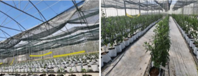 Quy trình trồng dưa pepino trong nhà màng
