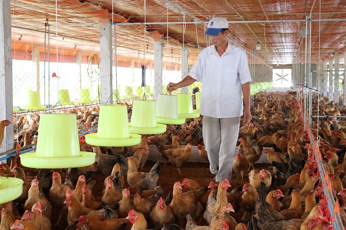 Từ năm 2026, các hộ chăn nuôi, trang trại không còn được phép sử dụng thức ăn chăn  nuôi chứa kháng sinh. 