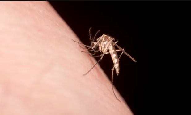 Muỗi bị thu hút bởi mùi trên da