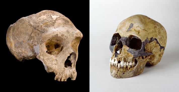 Người Neanderthal (trái) và Homo sapiens (phải) là họ hàng gần nhất và có thể giao phối với nhau