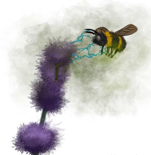 Ong dùng thụ cảm điện để phát hiện điện trường của hoa.