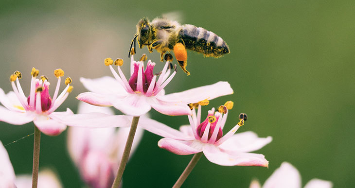 Thời gian sống của ong mật hiện đang bị rút ngắn một nửa