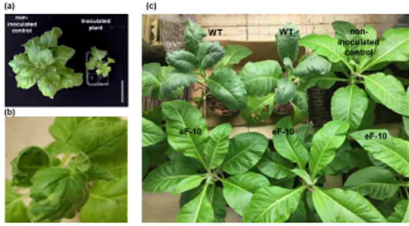 Tạo cây thuốc lá kháng virus PVY Nghiên cứu sự hình thành lông hút rễ dưa chuột (Le et al., 2022) (Nguyen et al., 2022)