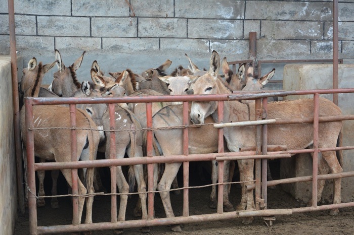 Lừa bị nhốt trong chuồng trước khi đưa vào lò giết mổ ở Goldox (Kenya). Ảnh: The Donkey Sanctuary