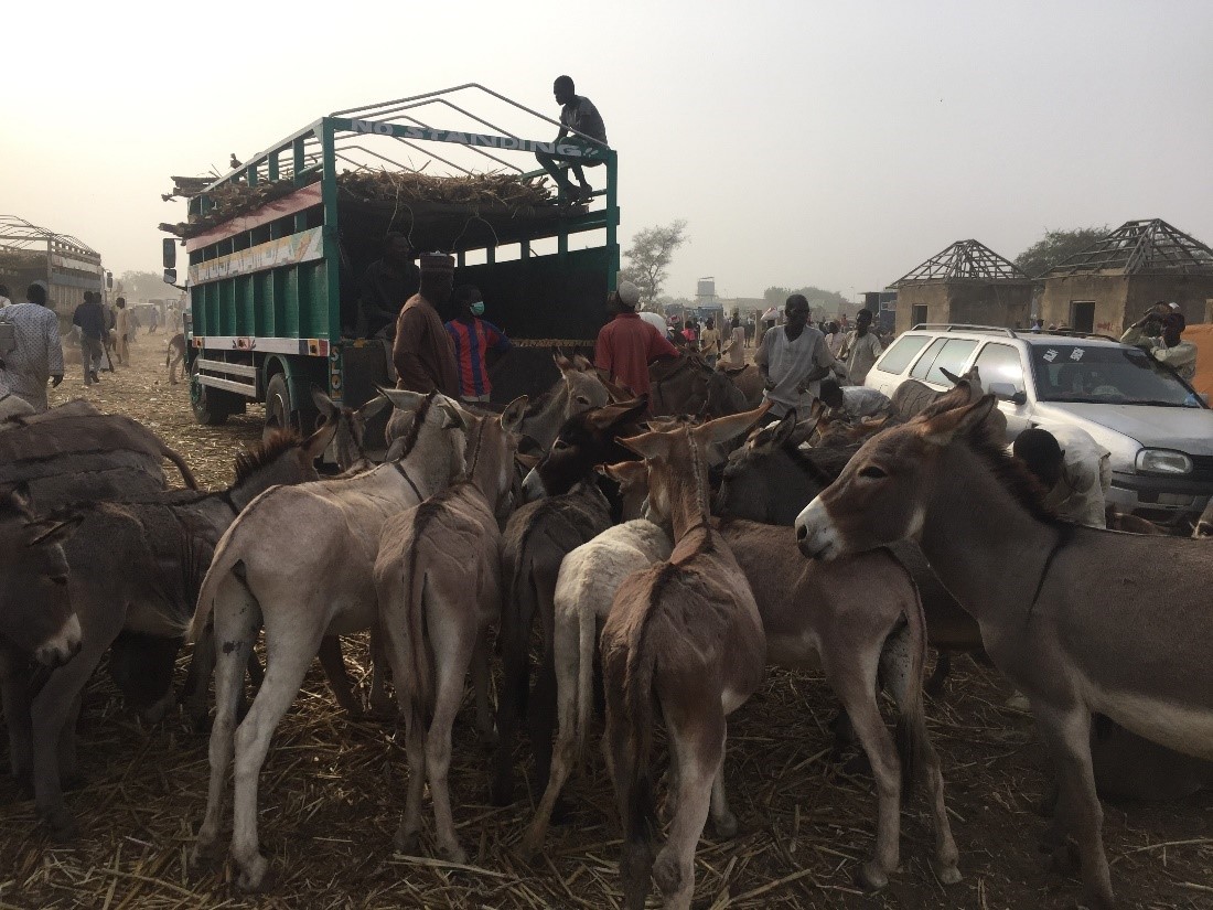 Chuẩn bị phương tiện để vận chuyển lừa ở phía bắc Nigeria. Nguồn: The Donkey Sanctuary