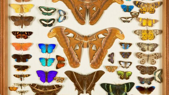 Bộ sưu tập bướm và bướm đêm được trưng bày tại Bảo tàng Lịch sử Tự nhiên, London.