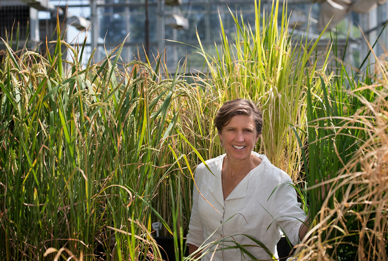Giáo sư Pamela C. Ronald trong khu nhà kính trồng lúa tại ĐH Califonia, Davis năm 2015. Ảnh: MIT
