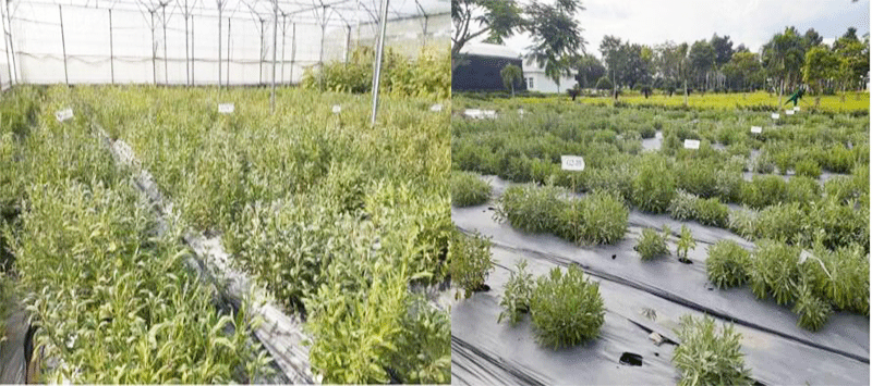 Thử nghiệm trồng cây xô thơm trong nhà màng và ngoài đồng ruộng tại TPHCM